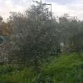La récolte des olives du collège