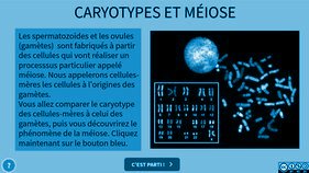 Comparaison de caryotypes et méiose (3ème)