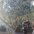 44 : Récolte des olives avec Mme Cazal