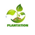 Nos plantations