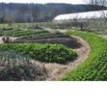La permaculture, une amélioration pour l'alimentation ?