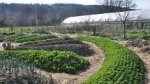 La permaculture, une amélioration pour l'alimentation ?
